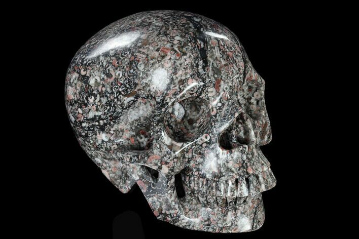 Polished Skull Crinoidal Limestone #116409